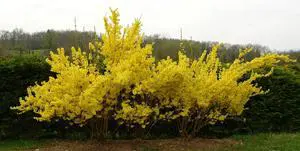 Two Pack of Lynwood Gold Forsythia Bushes - 2 Live Plants Shipped 1 to 2 Feet Tall by Two Pack of Lynwood Gold Forsythia Bushes - 2 Live Plants Shipped 1 to 2 Feet Tall by