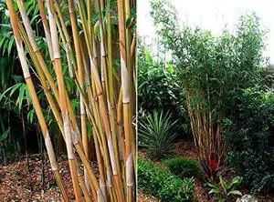 Bambusa Alphonse KARR/Golden Hedge Clumping Bamboo- Non-Invasive Variety 1 Gal Size Bambusa Alphonse KARR/Golden Hedge Clumping Bamboo- Non-Invasive Variety 1 Gal Size