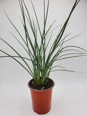 Red Yucca (Bundle of 6) - Hesperaloe parviflora - Quart Containers - by - Live Plants - 6-12" Tall (6) Red Yucca (Bundle of 6) - Hesperaloe parviflora - Quart Containers - by - Live Plants - 6-12" Tall (6)