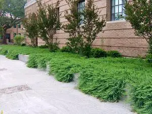 Juniper Blue Pacific - 30 Live Plants - Drought Tolerant Cold Hardy Evergreen Ground Cover Juniper Blue Pacific - 30 Live Plants - Drought Tolerant Cold Hardy Evergreen Ground Cover