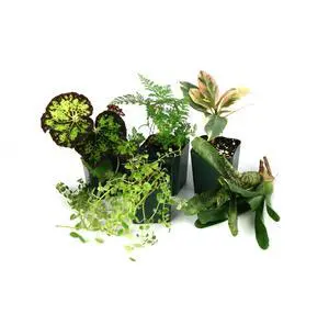 12x12x18 Tropical Vivarium Plant Kit 12x12x18 Tropical Vivarium Plant Kit