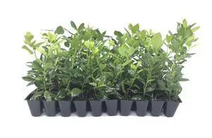 Nellie R. Stevens Holly - 30 Live Plants - Evergreen Privacy Trees Nellie R. Stevens Holly - 30 Live Plants - Evergreen Privacy Trees