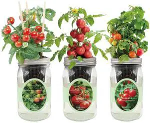 Hydroponic Mason Jar Indoor Garden Organic Seed Starter Kits - Tomato Trio Garden Growing Kits, Gardening Gift (Red Robin Tomato, Cherry Tomato - Tiny Tim, Sweetie Cherry Tomato) Hydroponic Mason Jar Indoor Garden Organic Seed Starter Kits - Tomato Trio Garden Growing Kits, Gardening Gift (Red Robin Tomato, Cherry Tomato - Tiny Tim, Sweetie Cherry Tomato)