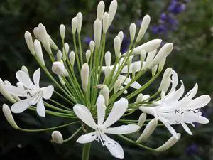Agapanthus Getty White - 10 Live Plants - Blooming Groundcover Grass Agapanthus Getty White - 10 Live Plants - Blooming Groundcover Grass