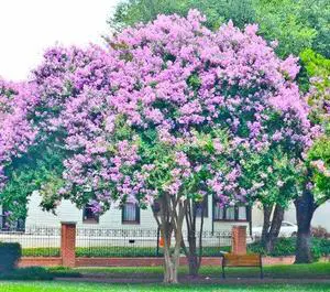 4 Pack Muskogee (Lavender) Crape Myrtle Trees - 4 Live Plants - Quart Containers 4 Pack Muskogee (Lavender) Crape Myrtle Trees - 4 Live Plants - Quart Containers