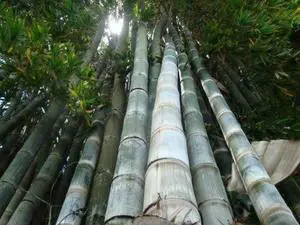 Dendrocalamus giganteus Giant Timber Clumping Bamboo Plant Dendrocalamus giganteus Giant Timber Clumping Bamboo Plant