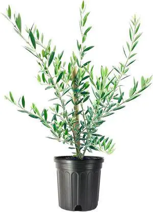Arbequina Olive Tree - Beautiful Live Plant - 6 Inch Pot - Grow Your Own Olives Indoors - Olea Europaea Arbequina Olive Tree - Beautiful Live Plant - 6 Inch Pot - Grow Your Own Olives Indoors - Olea Europaea