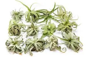 12 Pack Medium Air Plants Streptophylla - Live Tillandsia Succulent House Plants - Available in Wholesale and Bulk - Home and Garden Decor - Easy Care Indoor/Outdoor Plant 12 Pack Medium Air Plants Streptophylla - Live Tillandsia Succulent House Plants - Available in Wholesale and Bulk - Home and Garden Decor - Easy Care Indoor/Outdoor Plant