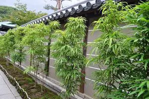 Bambusa Lady Finger Clumping Bamboo Plant Bambusa Lady Finger Clumping Bamboo Plant