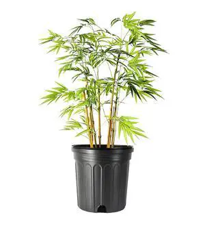 Bamboo Golden Goddess | 1 Large Trade Gallon Size Plant | Bambusa multiplex | Fast Growing Clumping Bamboo | Privacy Hedge Windbreak Landscapes Borders Beds Decorative Accent Outdoor Screening Garden Bamboo Golden Goddess | 1 Large Trade Gallon Size Plant | Bambusa multiplex | Fast Growing Clumping Bamboo | Privacy Hedge Windbreak Landscapes Borders Beds Decorative Accent Outdoor Screening Garden