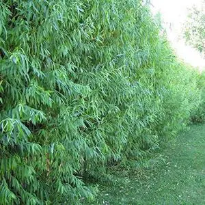 50 Hybrid Willow Trees -Fastest Growing Trees in The World - Austree Grow 10 Ft/Yr - 50 Live Tree Plants 50 Hybrid Willow Trees -Fastest Growing Trees in The World - Austree Grow 10 Ft/Yr - 50 Live Tree Plants