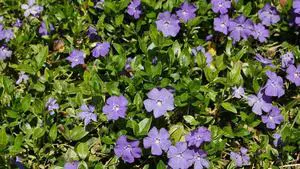 150 Creeping Myrtle Periwinkle Vinca Minor Vines 150 Creeping Myrtle Periwinkle Vinca Minor Vines