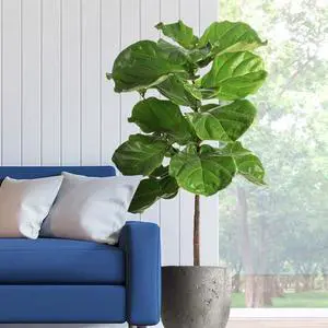 Fiddle-Leaf Fig Tree, 3-4 ft. - No Shipping to AK, AZ, HI, OR Fiddle-Leaf Fig Tree, 3-4 ft. - No Shipping to AK, AZ, HI, OR