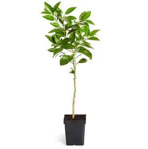 Blood Orange Tree, 1-2 ft. - No Shipping to AK, AL, AZ, CA, FL, GA, HI, LA, MS, OR, TX Blood Orange Tree, 1-2 ft. - No Shipping to AK, AL, AZ, CA, FL, GA, HI, LA, MS, OR, TX