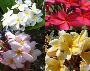 4 Hawaiian Plumeria Plant Cuttings Mixed Colors Pink, Yellow, White, Red Aprox. 10 Inches Long Each Kanoa Hawaii | Pink Yellow White Red - Easy Grow Live Tropical Plants Perennial Indoor Outdoors 4 Hawaiian Plumeria Plant Cuttings Mixed Colors Pink, Yellow, White, Red Aprox. 10 Inches Long Each Kanoa Hawaii | Pink Yellow White Red - Easy Grow Live Tropical Plants Perennial Indoor Outdoors