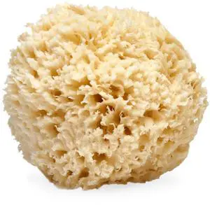 Natural Sea Wool Sponge, 5-6" - Organic Exfoliating Body Scrubber - Soft, Gentle Cleansing - Hypoallergenic - All Skin Types - Florida Natural Loofah Sponge - Cruelty Free - Beauty & Skincare Natural Sea Wool Sponge, 5-6" - Organic Exfoliating Body Scrubber - Soft, Gentle Cleansing - Hypoallergenic - All Skin Types - Florida Natural Loofah Sponge - Cruelty Free - Beauty & Skincare