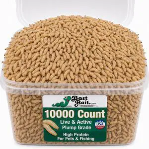 10000 Count Premium Live Blue Bottle Fly Maggots (Spikes) Fishing Bait for Trout, Perch, Crappie & Panfish 10000 Count Premium Live Blue Bottle Fly Maggots (Spikes) Fishing Bait for Trout, Perch, Crappie & Panfish