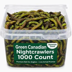 Count Green Canadian Nightcrawlers (4-6 inch) Worms Treated with Worm-Glo Fishing Bait Count Green Canadian Nightcrawlers (4-6 inch) Worms Treated with Worm-Glo Fishing Bait