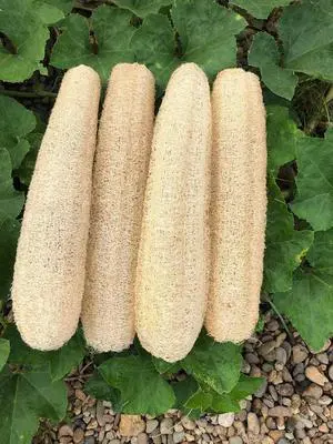 Natural Loofah Sponges Organic Luffa Bath Shower Sponge Exfoliating Body Back Scrubber for Men Women Adults SPA Beauty Bathing Daily Care - 4 PCS Natural Loofah Sponges Organic Luffa Bath Shower Sponge Exfoliating Body Back Scrubber for Men Women Adults SPA Beauty Bathing Daily Care - 4 PCS