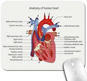 Educational Mouse Pad, Structure of The Heart Human Body Anatomy Desk Mat Educational Mouse Pad, Structure of The Heart Human Body Anatomy Desk Mat