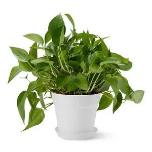 Plant Pot with Drainage Holes and Ridges, Lightweight, Matte White, 6 inch, 1-Pack Plant Pot with Drainage Holes and Ridges, Lightweight, Matte White, 6 inch, 1-Pack