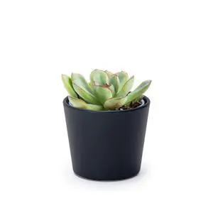 3.5 Inch Black Plastic Cachepot with Clear Nursery Pot, Decorative Lightweight Planter Cover with Transparent Inner Pot for Indoor Houseplants, Pack of 1, 24-A-E-1 3.5 Inch Black Plastic Cachepot with Clear Nursery Pot, Decorative Lightweight Planter Cover with Transparent Inner Pot for Indoor Houseplants, Pack of 1, 24-A-E-1