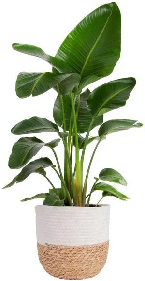 White Bird of Paradise, Live Indoor Plant, Easy Care | Bold tropical leaves that make a floor statement. Great indoor houseplant. Ideal housewarming or birthday gift White Bird of Paradise, Live Indoor Plant, Easy Care | Bold tropical leaves that make a floor statement. Great indoor houseplant. Ideal housewarming or birthday gift