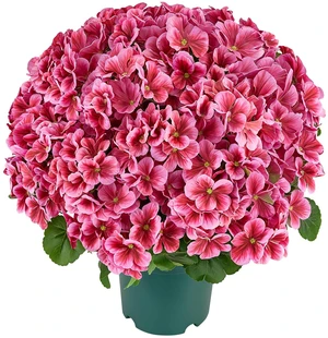 VEVOR Artificial Potted Geraniums 20 in 2-Pack Fake Flower Plants Deep Pink, for Porch, Patio, Entryway, & Home Decor, Indoor & Outdoor Use, Silk and PE Blooms in Pots, Ready to Display Faux Plants VEVOR Artificial Potted Geraniums 20 in 2-Pack Fake Flower Plants Deep Pink, for Porch, Patio, Entryway, & Home Decor, Indoor & Outdoor Use, Silk and PE Blooms in Pots, Ready to Display Faux Plants
