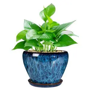 Modern Glaze Succulent Planter Pot with Drainage Hole and Saucer 6 Inch Round Flower Plant Pot for Indoor Outdoor Herb Snake Plants Modern Glaze Succulent Planter Pot with Drainage Hole and Saucer 6 Inch Round Flower Plant Pot for Indoor Outdoor Herb Snake Plants