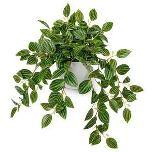 Artificial Potted Plant Indoor, 17.7" Faux Watermelon Peperomia Trailing Plant in White Plastic Pot Realistic Fake Cascading Greenery for Shelf Bathroom Office Desk Tabletop Home Decor Artificial Potted Plant Indoor, 17.7" Faux Watermelon Peperomia Trailing Plant in White Plastic Pot Realistic Fake Cascading Greenery for Shelf Bathroom Office Desk Tabletop Home Decor