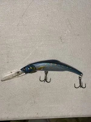 Kinchou 11 Deep Scaled Smelt Kinchou 11 Deep Scaled Smelt