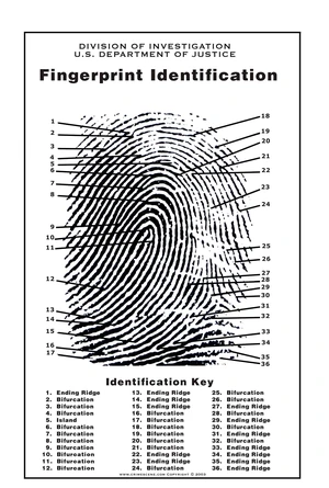 Fingerprint Chart, Poster Size 24" by 36" Fingerprint Chart, Poster Size 24" by 36"