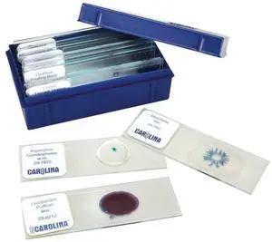 Beginner's Fungi Microscope Slide Set Beginner's Fungi Microscope Slide Set