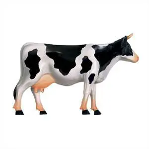 Animal Organ Anatomy Model 4D Cow ligence Assembling Toy Teaching Anatomy Model Cow Assembled Model Animal Animal Organ Anatomy Model 4D Cow ligence Assembling Toy Teaching Anatomy Model Cow Assembled Model Animal