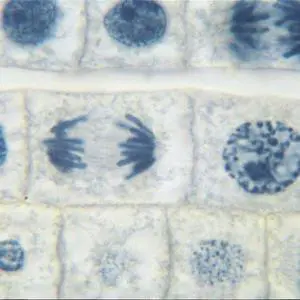 Fish and Onion Mitosis Microscope Slide and Study Guide Set Fish and Onion Mitosis Microscope Slide and Study Guide Set
