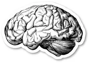 Brain Anatomy Medical Students Sticker Laptop Stickers Phone Stickers Stickers (24 Pack) - Laptop Stickers - 2.5 Inches Vinyl Sticker - Laptop, Phone, Tablet Vinyl Decal Sticker S215116-P-24 Brain Anatomy Medical Students Sticker Laptop Stickers Phone Stickers Stickers (24 Pack) - Laptop Stickers - 2.5 Inches Vinyl Sticker - Laptop, Phone, Tablet Vinyl Decal Sticker S215116-P-24
