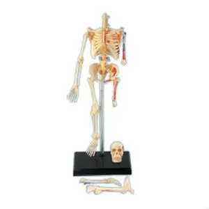 Removable Mini Human Skeleton Model Full Body Small Skeleton Anatomy Model for Medical Training & Classroom Education Removable Mini Human Skeleton Model Full Body Small Skeleton Anatomy Model for Medical Training & Classroom Education
