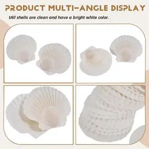 25pcs Large Scallop Shells for Crafts 4inch - 5inch White Scallop Shells Crafts DIY Painting Beach Party Decoration 25pcs Large Scallop Shells for Crafts 4inch - 5inch White Scallop Shells Crafts DIY Painting Beach Party Decoration