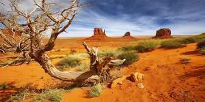 30X18 Inch Sun-Baked Desert Terrarium Backdrop - Orange Sand Habitat Background Durable Polyester Reptile Tank Decor for Arid Species 30X18 Inch Sun-Baked Desert Terrarium Backdrop - Orange Sand Habitat Background Durable Polyester Reptile Tank Decor for Arid Species