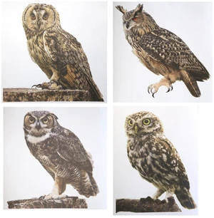 4 Pcs Photo Realistic Cute Owls - 12 Inch Full Color Vinyl Stickers, Waterproof for Indoor or Outdoor, Cars, Laptops, Walls, Windows and More 4 Pcs Photo Realistic Cute Owls - 12 Inch Full Color Vinyl Stickers, Waterproof for Indoor or Outdoor, Cars, Laptops, Walls, Windows and More