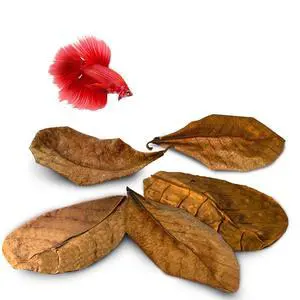 SunGrow Indian Almond Leaves for Betta Fish Development SunGrow Indian Almond Leaves for Betta Fish Development
