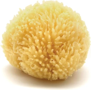 Neptune Caribbean Sea Sponge Exfoliating Bath Sponge Neptune Caribbean Sea Sponge Exfoliating Bath Sponge