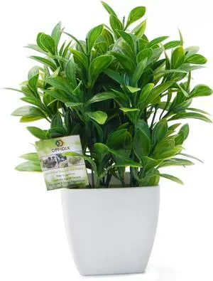 OFFIDIX Artificial Eucalyptus Plants with White Square Vase Small Artificial Tree for Office Desktop Decor Fake Plants for Home and Office Indoor Decorations OFFIDIX Artificial Eucalyptus Plants with White Square Vase Small Artificial Tree for Office Desktop Decor Fake Plants for Home and Office Indoor Decorations