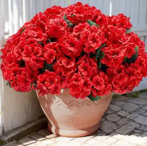 Artificial Geranium Flowers for Outdoors: 6 PCS Realistic UV Resistant Faux Red Geranium Silk Flowers for Outdoor Planters Fade Proof Garden Fake Flowers Decor for Outside Porch - Red Artificial Geranium Flowers for Outdoors: 6 PCS Realistic UV Resistant Faux Red Geranium Silk Flowers for Outdoor Planters Fade Proof Garden Fake Flowers Decor for Outside Porch - Red