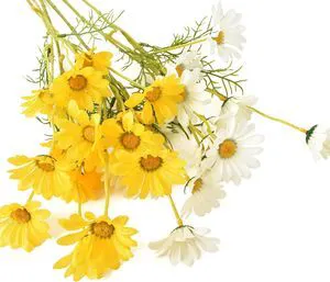 Artificial Daisy Flowers 6 Bundles 21 Faux Silk Daisy Flowers with Stems for Home Garden Vase Decor Artificial Daisy Flowers 6 Bundles 21 Faux Silk Daisy Flowers with Stems for Home Garden Vase Decor