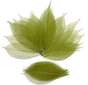 Olive Green Color Natural Skeleton Leaves 100 PCS, Real Rubber Tree Leaves 4-5 Inch for Resin Art, Scrapbook, Card Making, Wedding Decoration, DIY Crafts Olive Green Color Natural Skeleton Leaves 100 PCS, Real Rubber Tree Leaves 4-5 Inch for Resin Art, Scrapbook, Card Making, Wedding Decoration, DIY Crafts