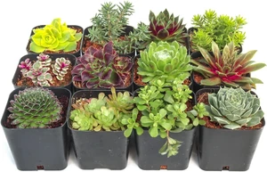 Hardy Succulent Variety Pack, 12 Frost-Tolerant Live Plants Rooted in 2-Inch Pots for Rock Gardens, Landscaping & DIY Hardy Succulent Variety Pack, 12 Frost-Tolerant Live Plants Rooted in 2-Inch Pots for Rock Gardens, Landscaping & DIY