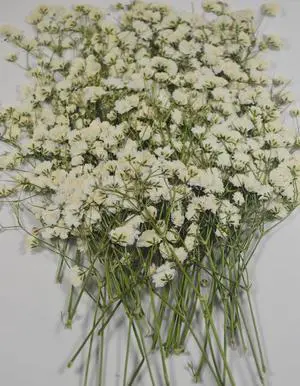 50 pcs Real Pressed Dried Flowers Mini White Gypsophila Baby's Breath for Wedding Invitation Resin DIY Art Floral Decors 50 pcs Real Pressed Dried Flowers Mini White Gypsophila Baby's Breath for Wedding Invitation Resin DIY Art Floral Decors