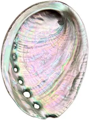 BRBASAP Large Abalone Shell Bowl 4-4.5 Inch Natural Smudge Bowl for Sage Burning and Incense Sea Shell Smudging Bowl for Decor and Display BRBASAP Large Abalone Shell Bowl 4-4.5 Inch Natural Smudge Bowl for Sage Burning and Incense Sea Shell Smudging Bowl for Decor and Display