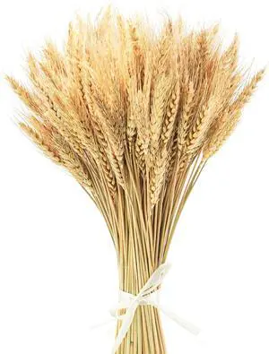 Uieke 17.7 Inches Dried Wheat Stalks, 100 Stems Dried Flowers 100% Natural Wheat for Home Kitchen Wedding Party Table Centerpiece Harvest Wreath Boho Farmhouse DIY Decoration Uieke 17.7 Inches Dried Wheat Stalks, 100 Stems Dried Flowers 100% Natural Wheat for Home Kitchen Wedding Party Table Centerpiece Harvest Wreath Boho Farmhouse DIY Decoration